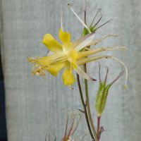 Aquilegia chaplinei 